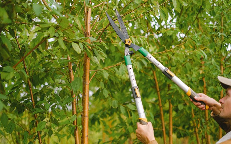 Tree trimming in Medford, NJ